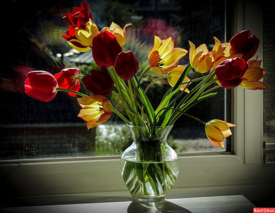 Тюльпаны дома