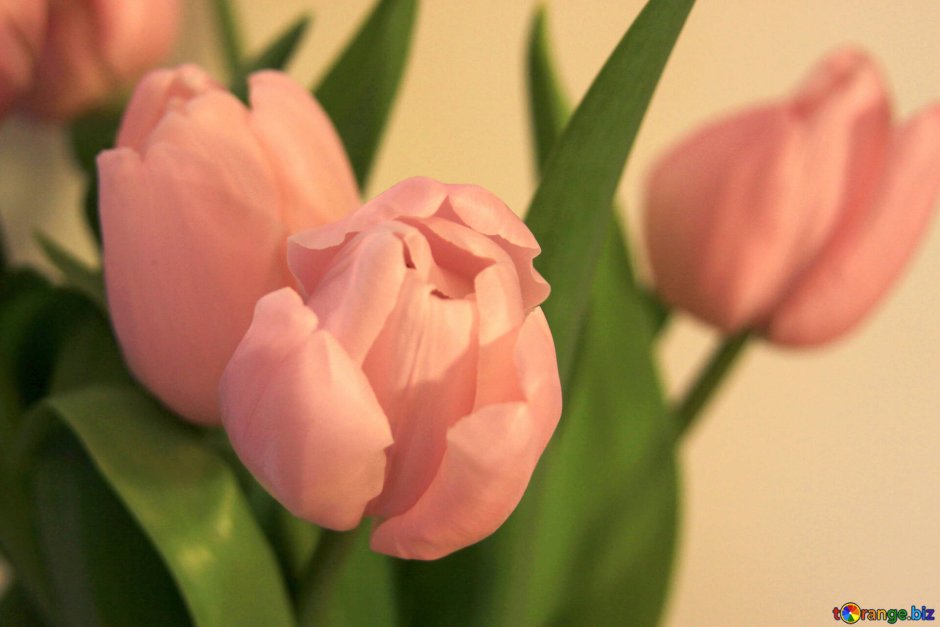 Тюльпаны персикового цвета