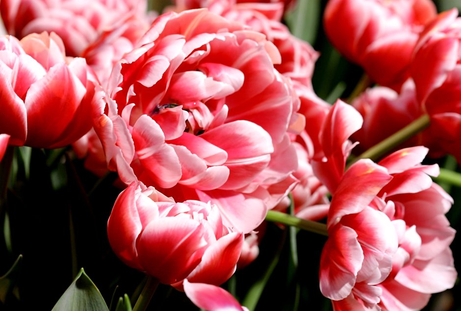 Тюльпаны махровые красные сорта