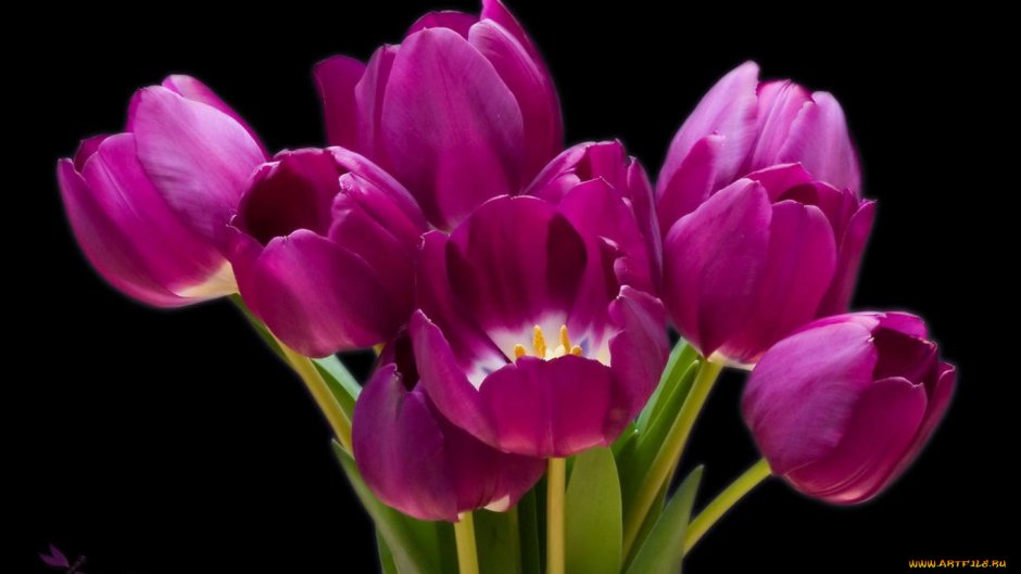Тёмнорозовые тюльпаны