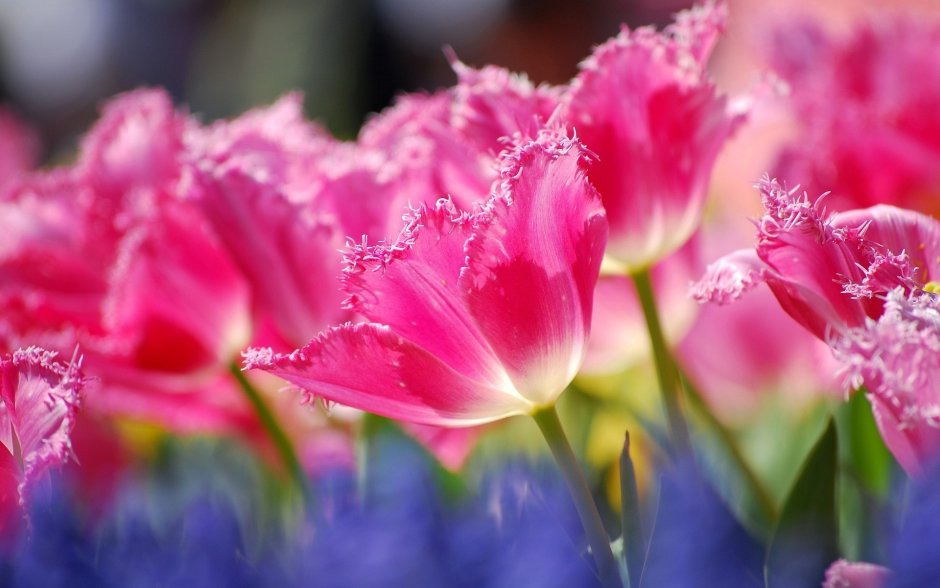 Красивые цветы махровые тюльпаны
