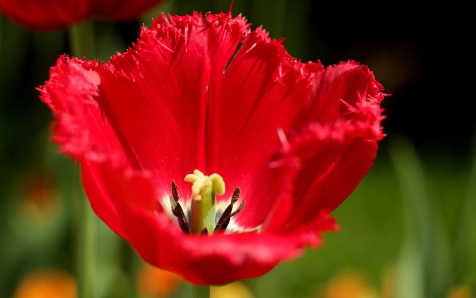 Букет красных бахромчатых тюльпанов
