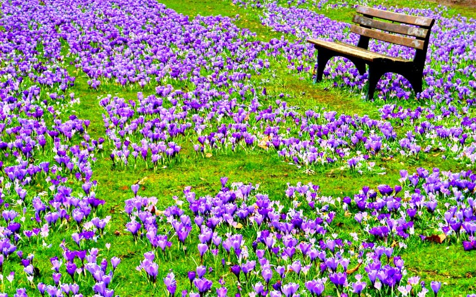 Маленькие фиолетовые цветочки весной