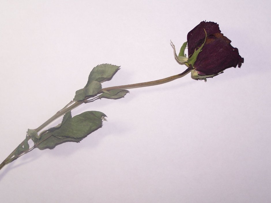 Withered Rose