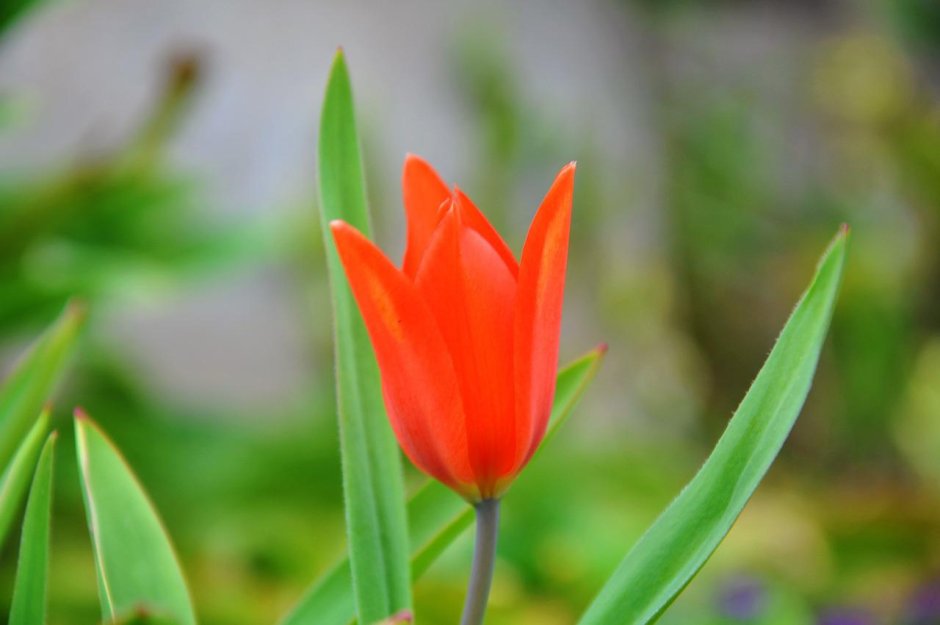 Тюльпан Ботанический лилипут