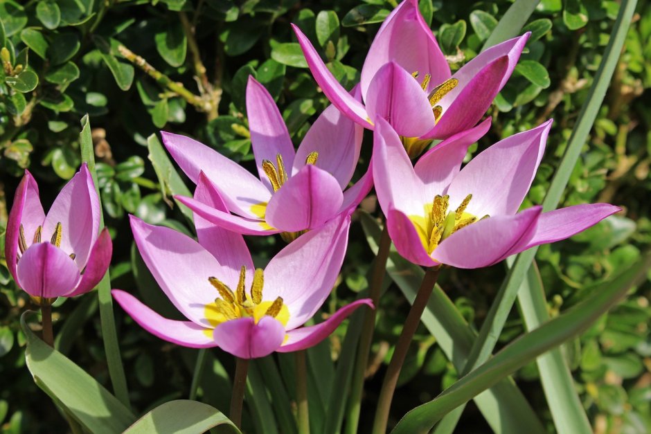 Тюльпан поздний Tulipa tarda