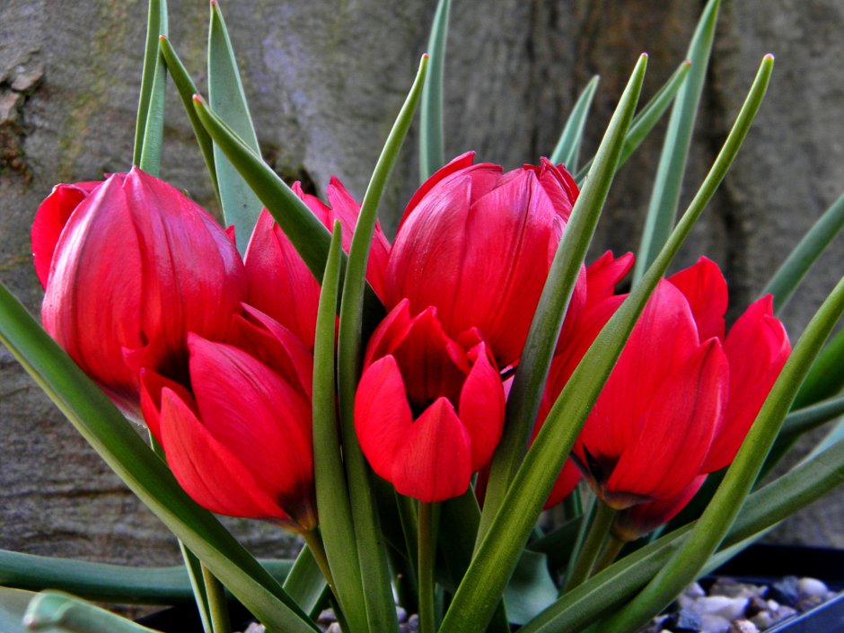 Тюльпан Липского Tulipa lipskyi