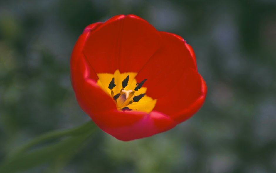 Praestans Shogun тюльпан