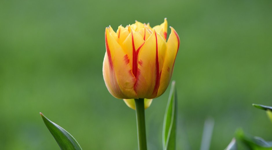 Тюльпан Ботанический tarda (dasystemon)