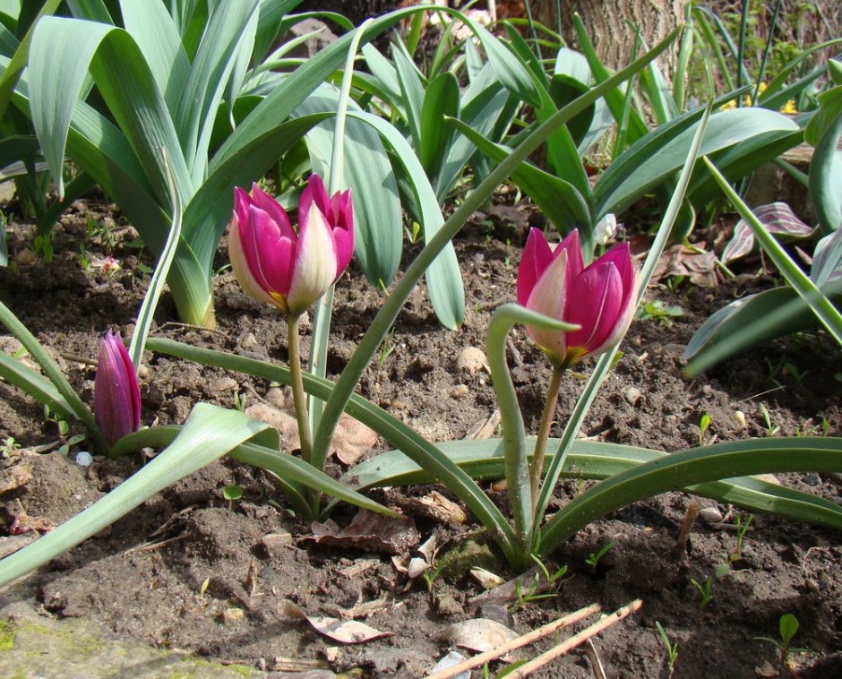 Тюльпан Липского Tulipa lipskyi