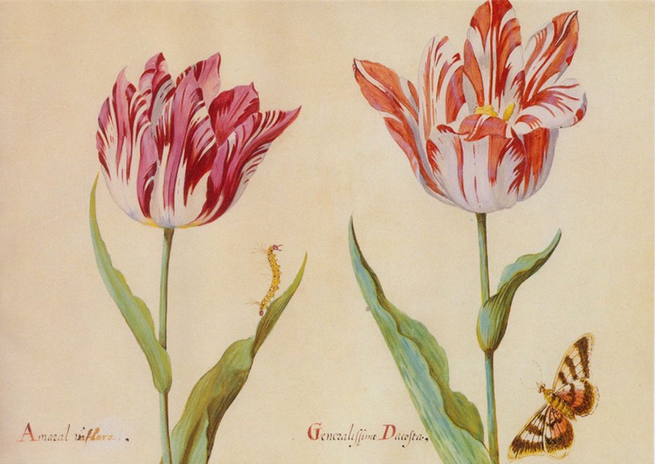 Тюльпан Ботанический Лилак Уандер