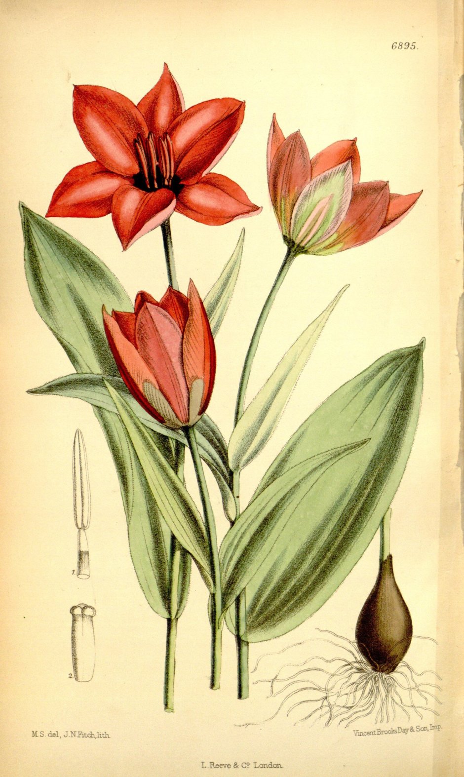 Тюльпан в рисованном стиле