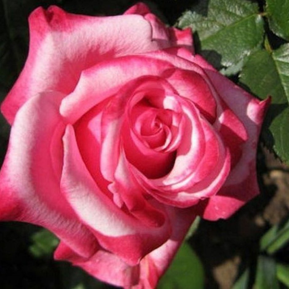 Кейра роза Остина