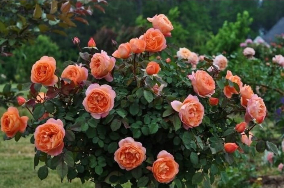 Роза чайно-гибридная лососевая "Нобилис"