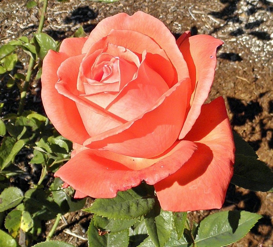 Роза английская Парковая Транквилити