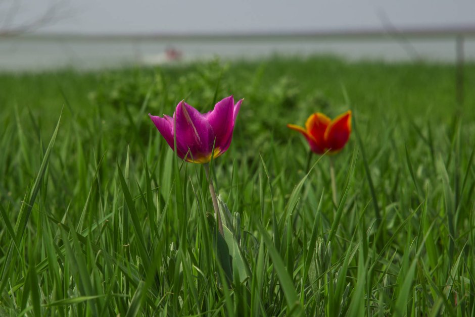 Тюльпан Шренка Tulipa schrenkii