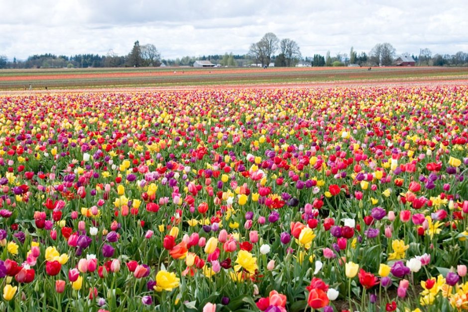 Поле из разноцветных тюльпанов