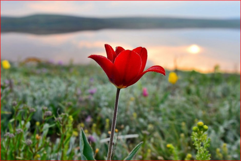 Тюльпан Шренка в Крыму
