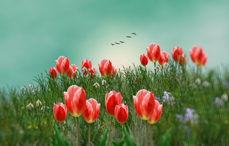 Весна тюльпаны небо