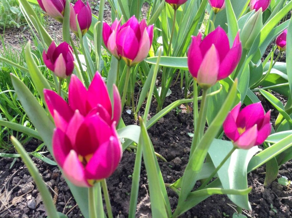Тюльпан Tulipa Praestans Fusilier Фузилиер
