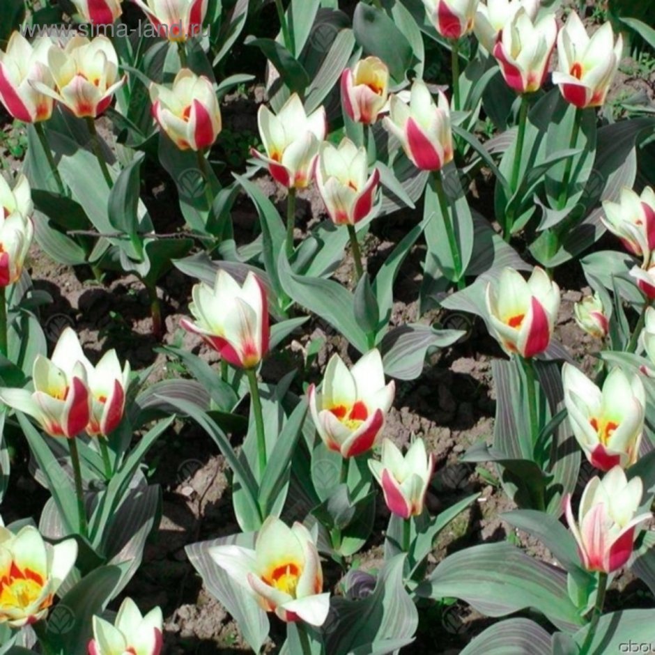 Тюльпан хумилис лилипут