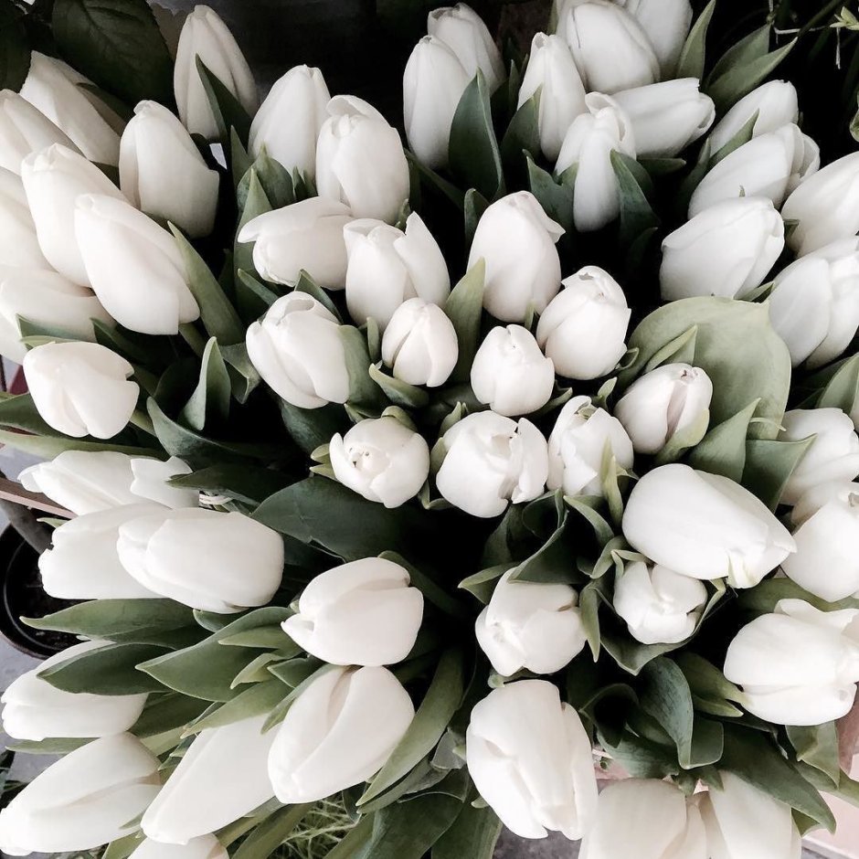 Букет белых тюльпанов Инстаграм