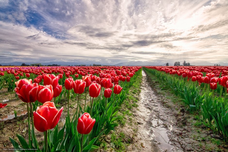 Дорога в поле тюльпанов