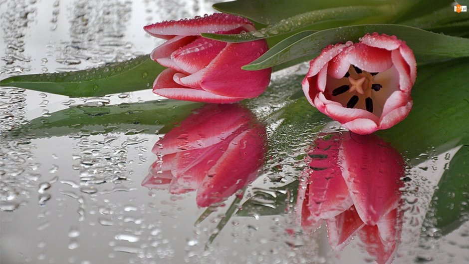 Розовые тюльпаны с каплями воды