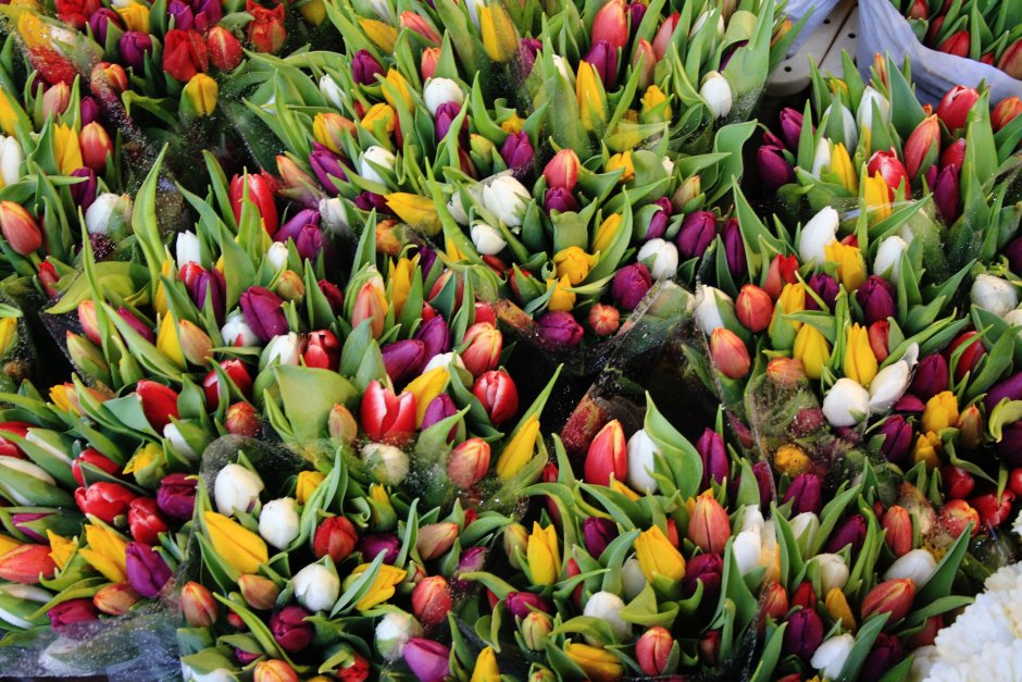 Голландия рынок тюльпанов