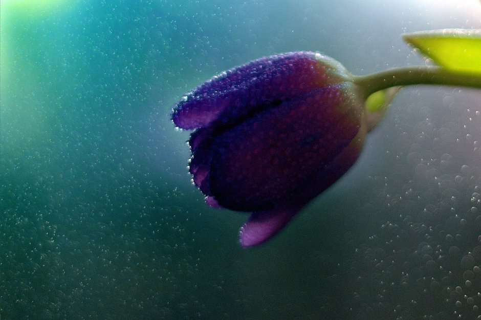 Тюльпаны с капельками воды фото