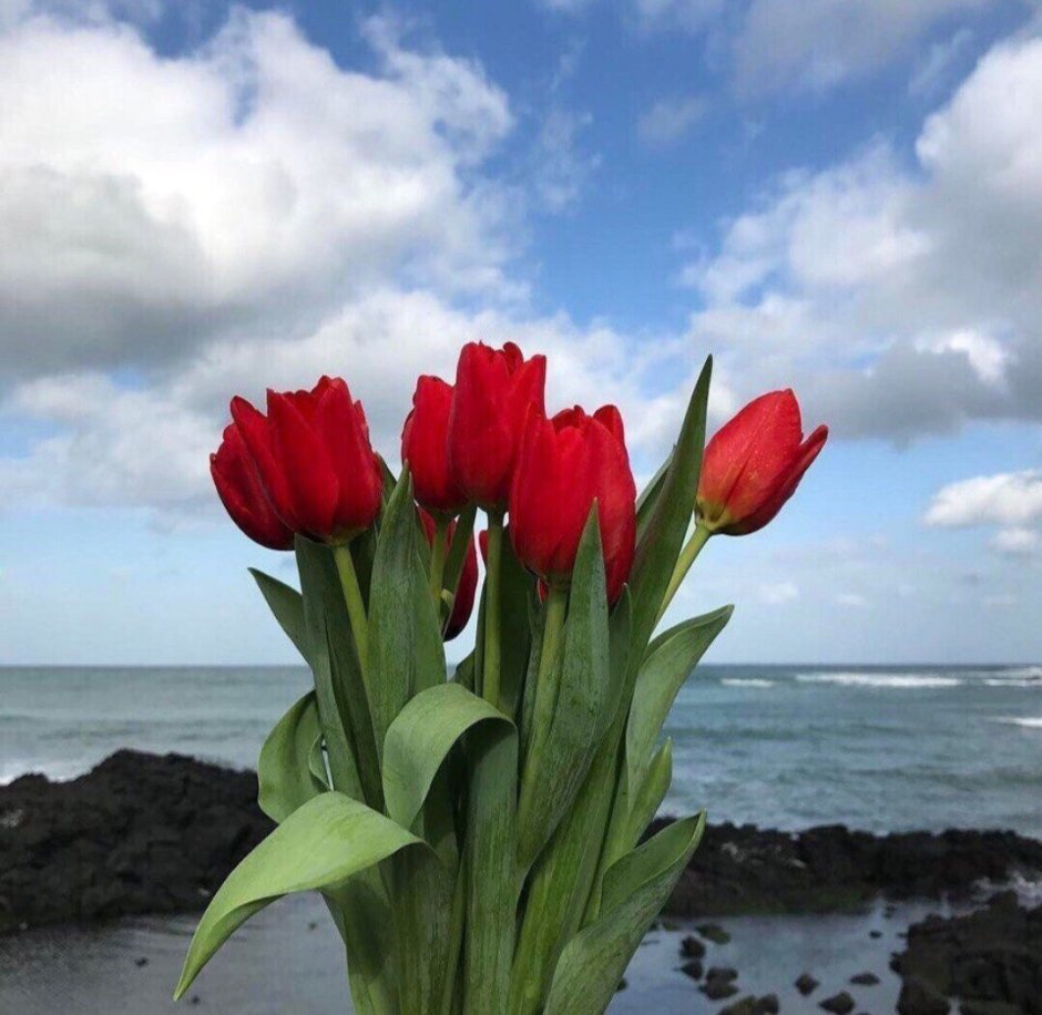 Море тюльпанов