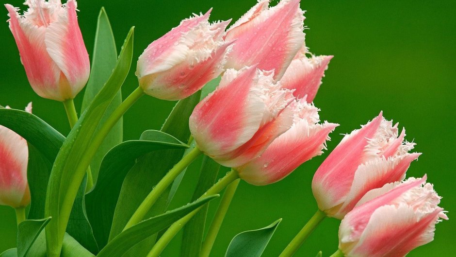 Красивые цветы тюльпаны