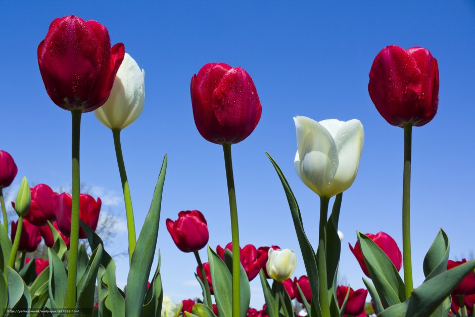 С 8 марта красивые тюльпаны