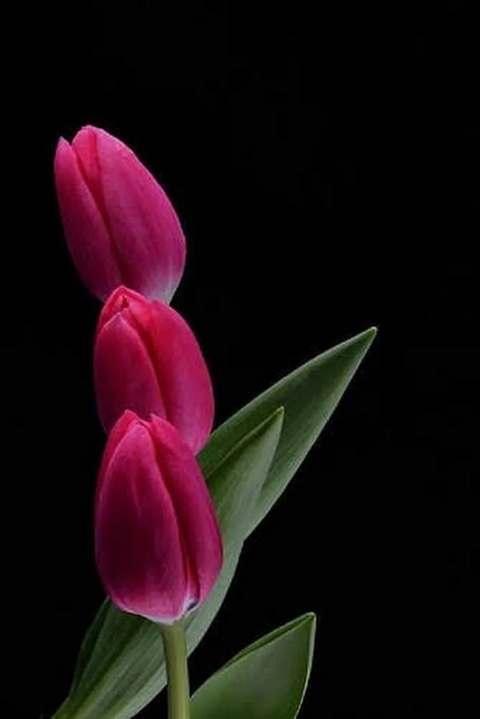 Цветочный принт тюльпаны