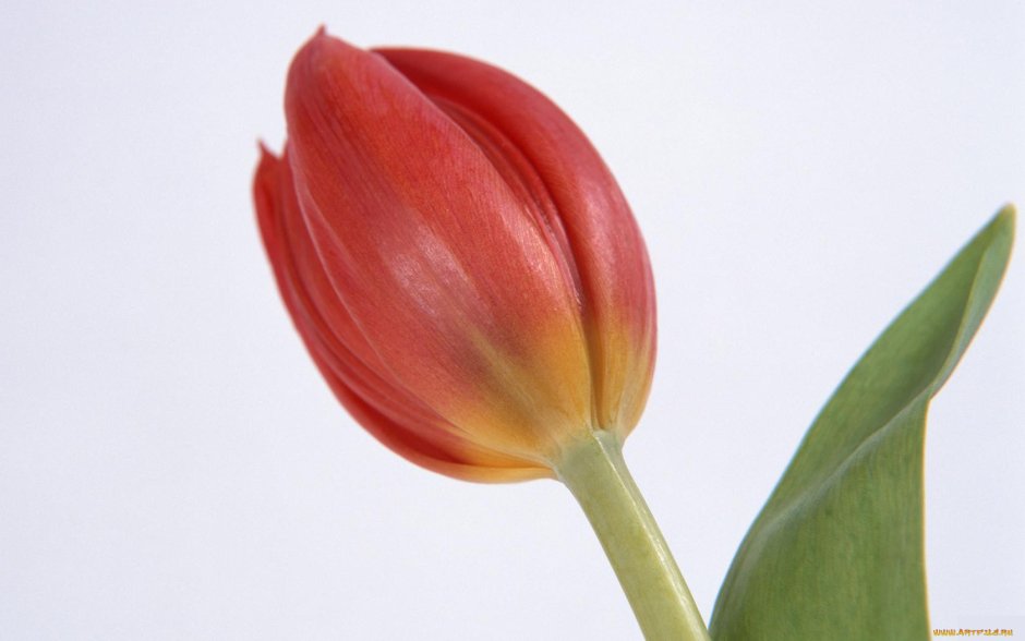 Тюльпан многоцветковый Эстетик