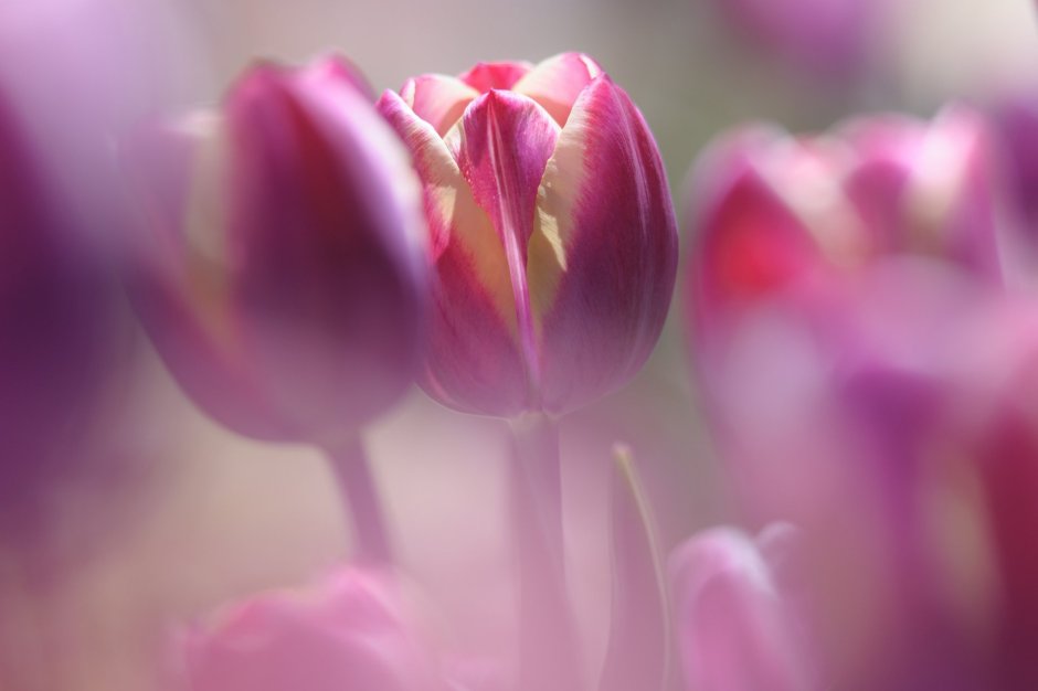 Розовые и сиреневые тюльпаны
