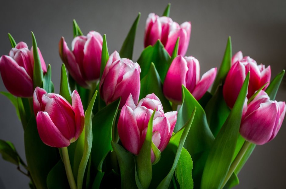 Малиново розовые тюльпаны
