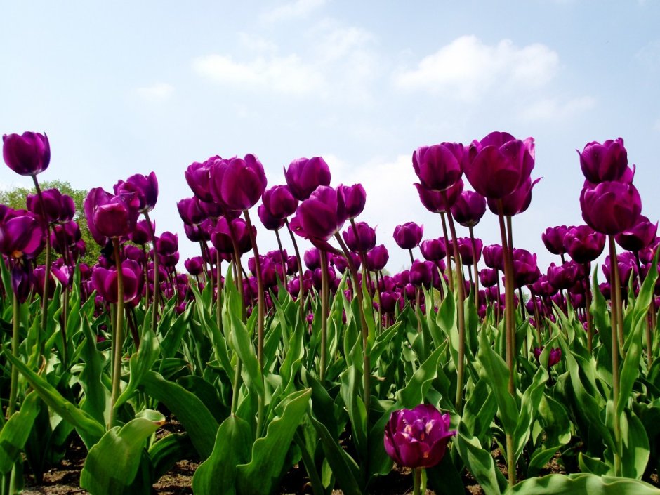 Tulipa Purple Sky