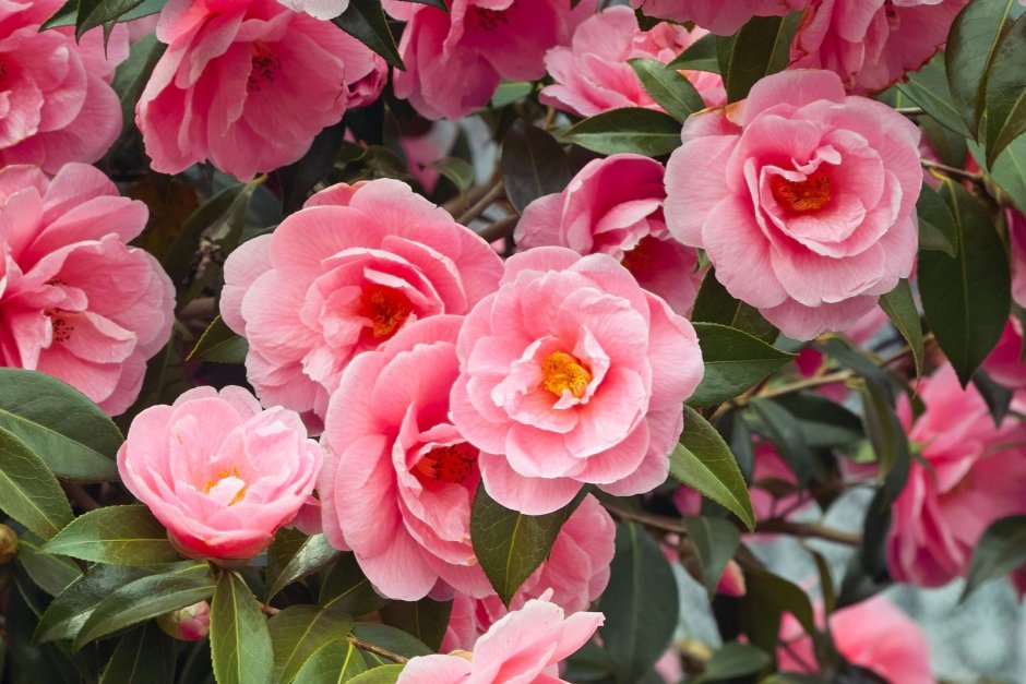 Камелия японская Camellia japonica