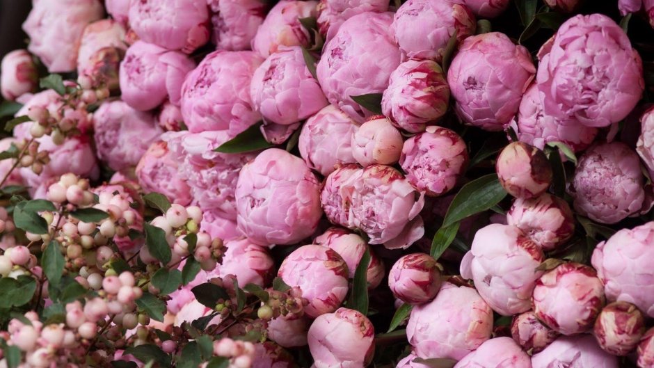 Пионовидная роза Peony Pink