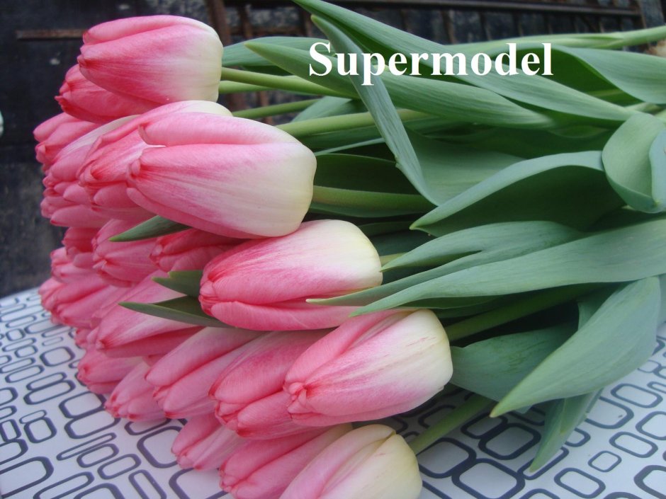 Сорта тюльпанов supermodel