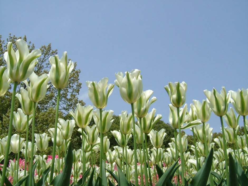 Тюльпан Виридифлора Spring Green