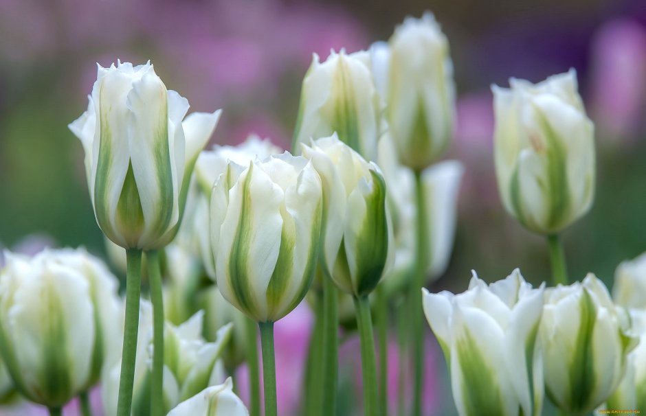 Мелкоцветные тюльпаны