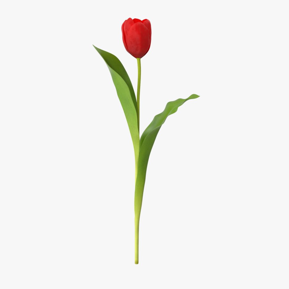 Макет тюльпана