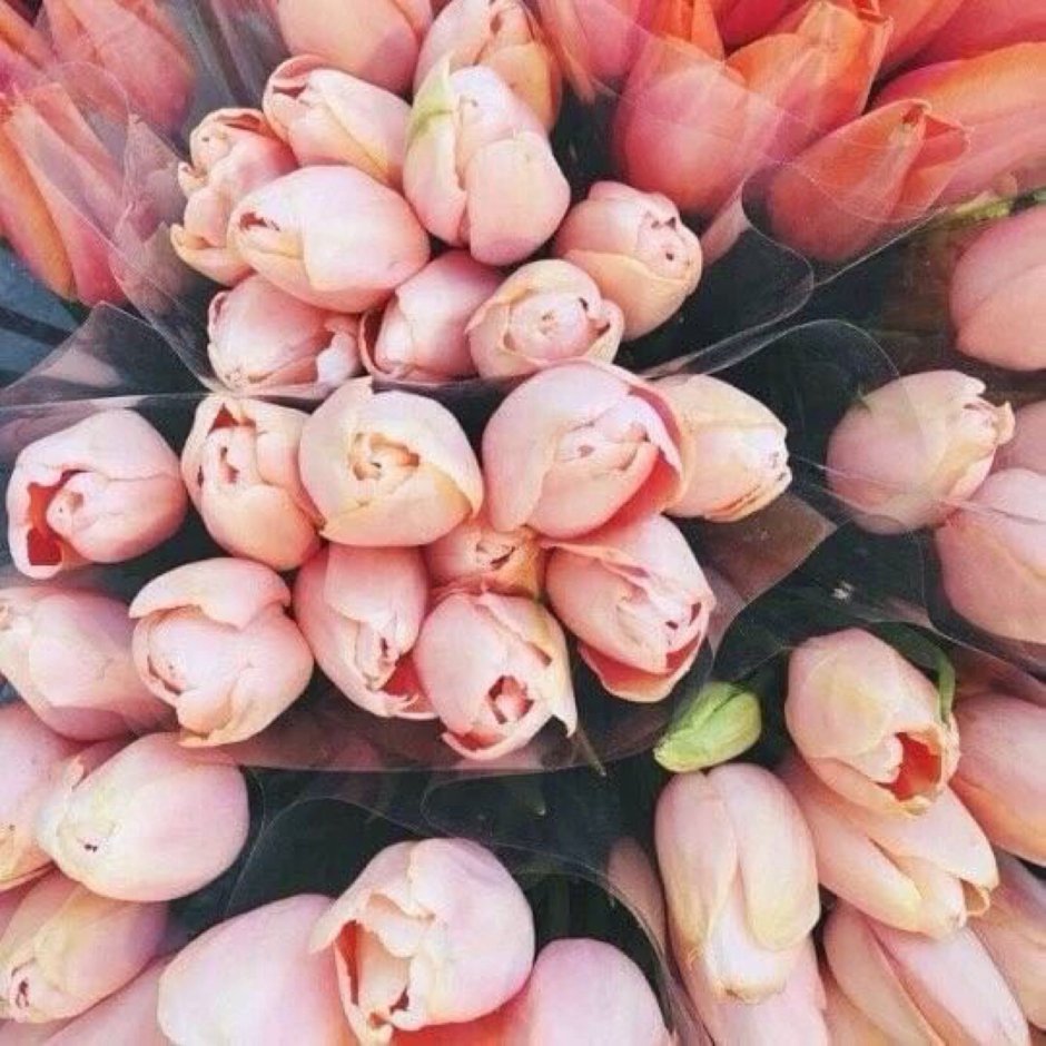 Необычные расцветки тюльпанов