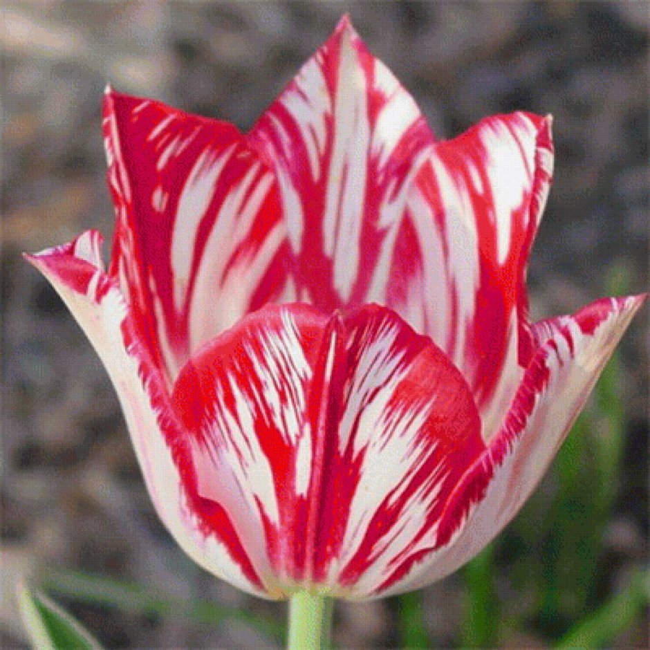 Semper augustus тюльпан