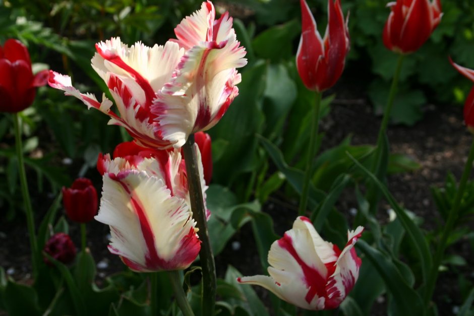 Тюльпан многоцветковый драгон Кинг