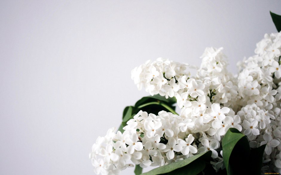 Цветы белой сирени