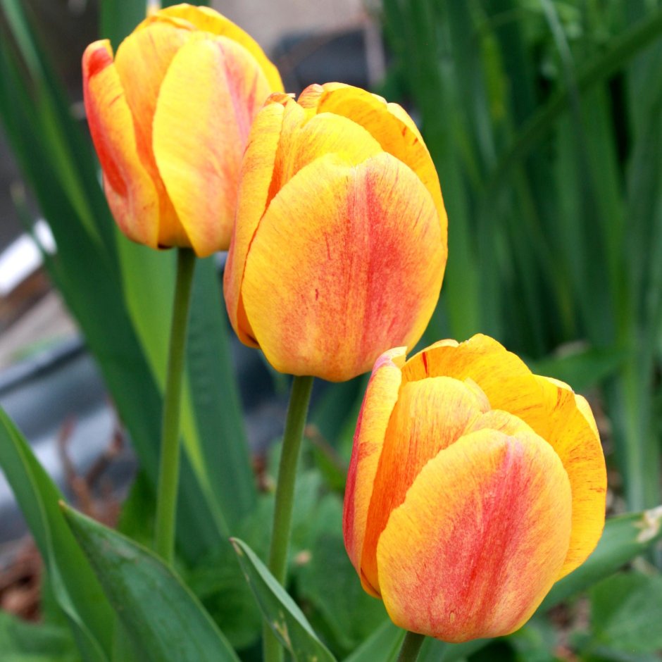 Тюльпан blushing Apeldoorn