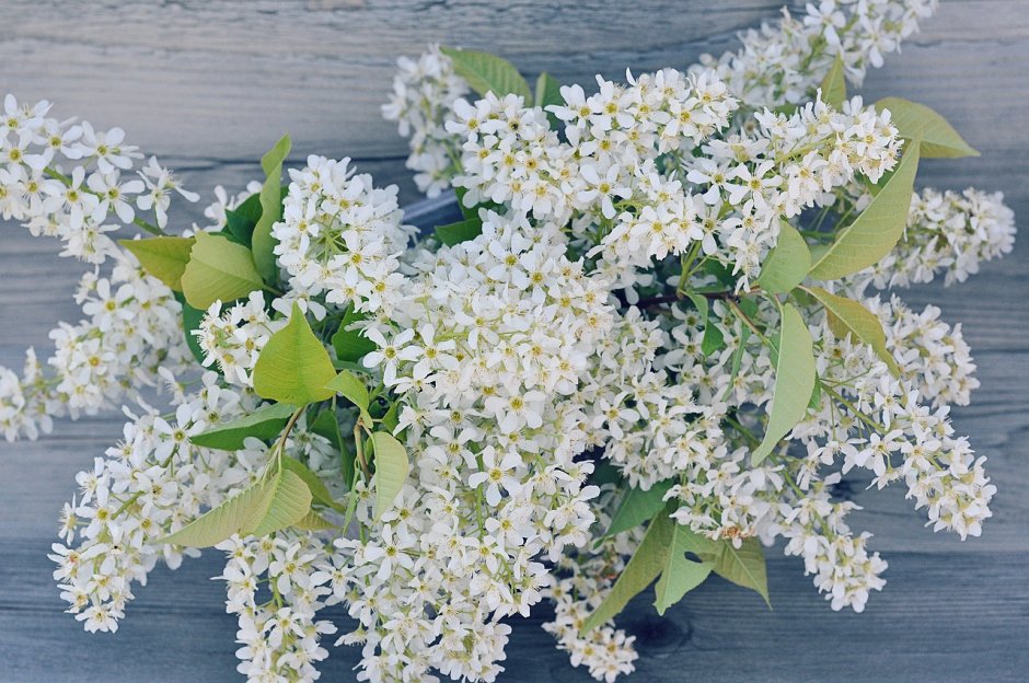 Цветы сирень белая дерево